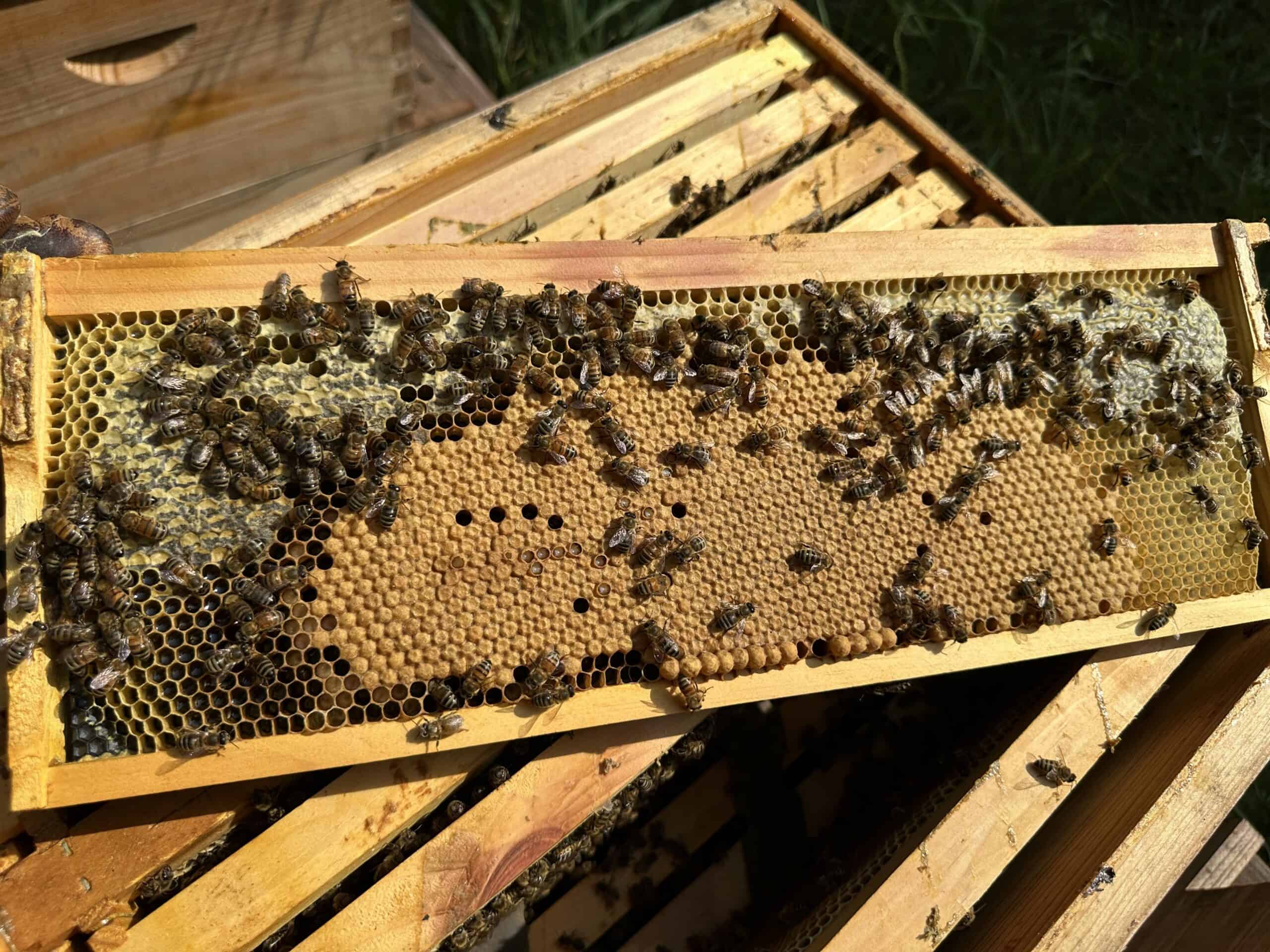 Forked Deer Honey beekeeping in West Tennessee